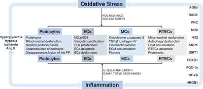 Oxidative stress and inflammation in diabetic nephropathy: role of polyphenols